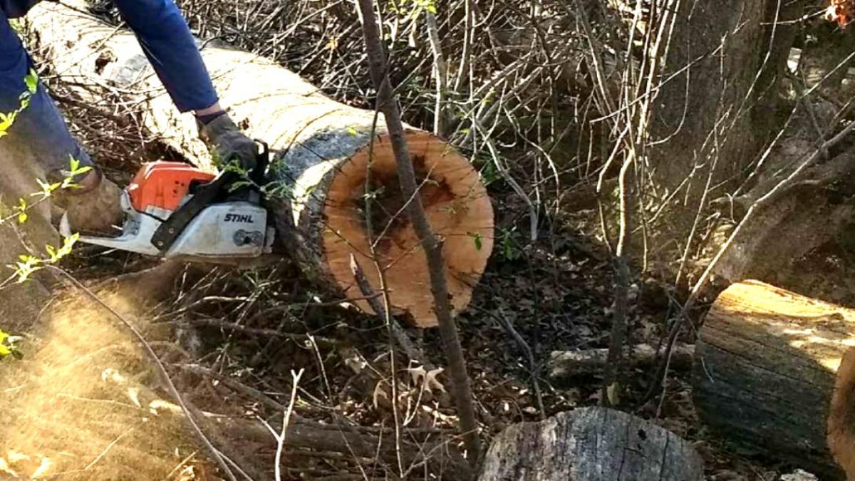 Stihl ms291 Chainsaw wood cutting