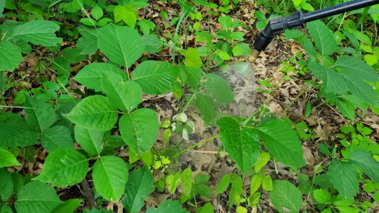 Best Way to Kill Poison Ivy – Fast and Easy