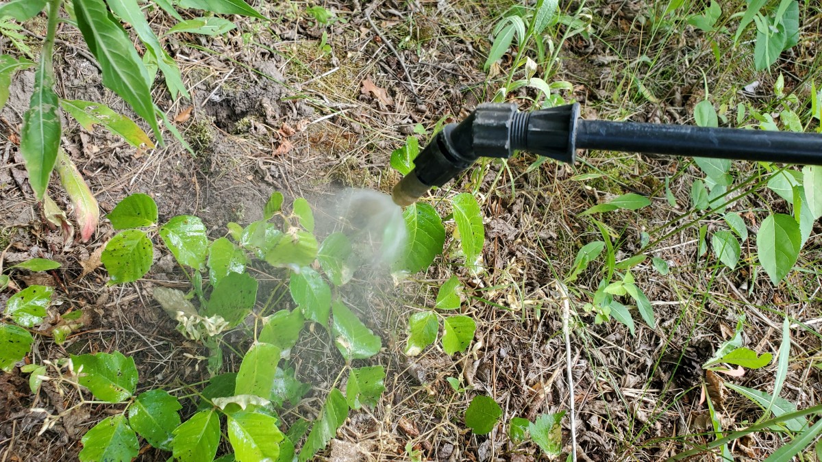 Spraying-Poison-Ivy