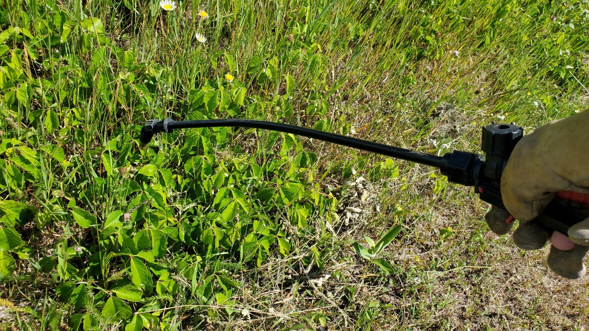 Spraying-Poison-Ivy-Patch