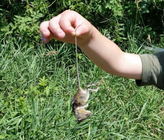 mouse being held by the tail