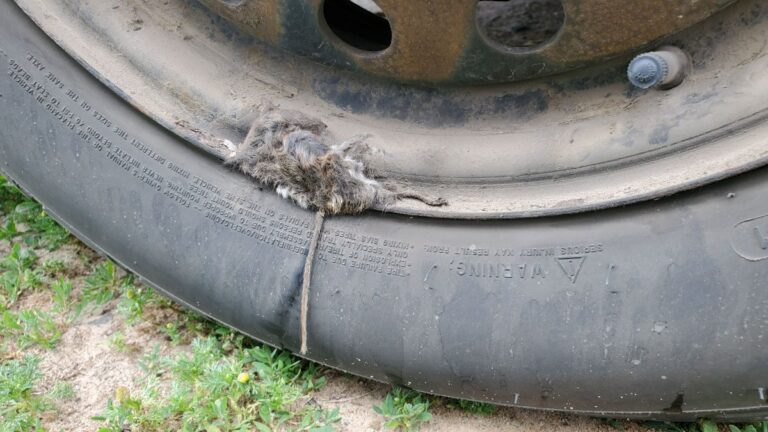Mouse caught in the hubcap of a Toyota