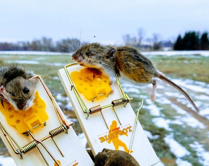 mice in mouse traps - get them out of your car!